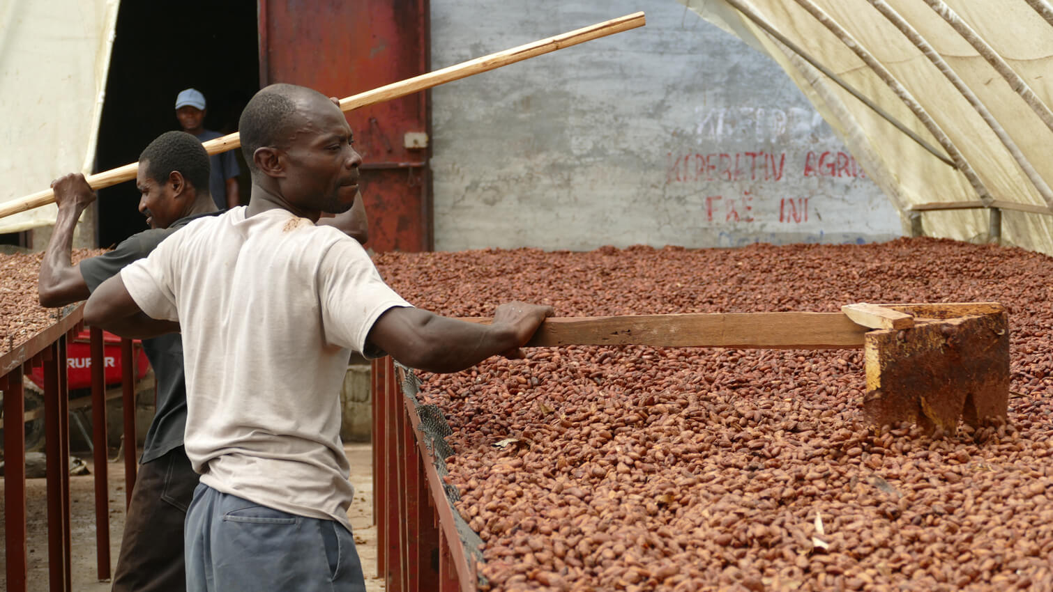 SÃ©chage de cacao pour chocolat noir gianduja Ã©quitable et bio